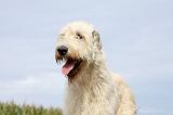 IRISH WOLFHOUND 139